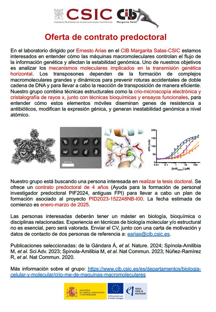 Ernesto Arias-Palomo (@eariaspalomo) on Twitter photo 📢Buscamos persona interesada en realizar la tesis doctoral <a href="/CIB_CSIC/">CIB Margarita Salas (CSIC)</a>. Ofrecemos contrato predoctoral de 4 años (FPI) para estudiar los mecanismos moleculares de la transposición del ADN usando crio-microscopía electrónica
#PIF2024
+ info: csic.es/es/formacion-y…
RT por favor 🙏 📢Buscamos persona interesada en realizar la tesis doctoral <a href="/CIB_CSIC/">CIB Margarita Salas (CSIC)</a>. Ofrecemos contrato predoctoral de 4 años (FPI) para estudiar los mecanismos moleculares de la transposición del ADN usando crio-microscopía electrónica
#PIF2024
+ info: csic.es/es/formacion-y…
RT por favor 🙏