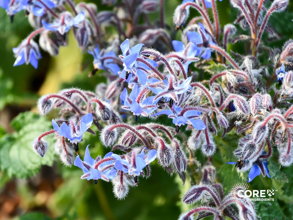 CoreFX_Ing's tweet image. Our Omega-3s are a game-changer! 💥 They&apos;re highly absorbable, ensuring your body gets the full benefits. 🧠💪 Studies show they influence 15+ enzyme pathways to help fight inflammation &amp;amp; support overall health. Elevate your product w/ Omega-3s that deliver. #Omega3 #Wellness