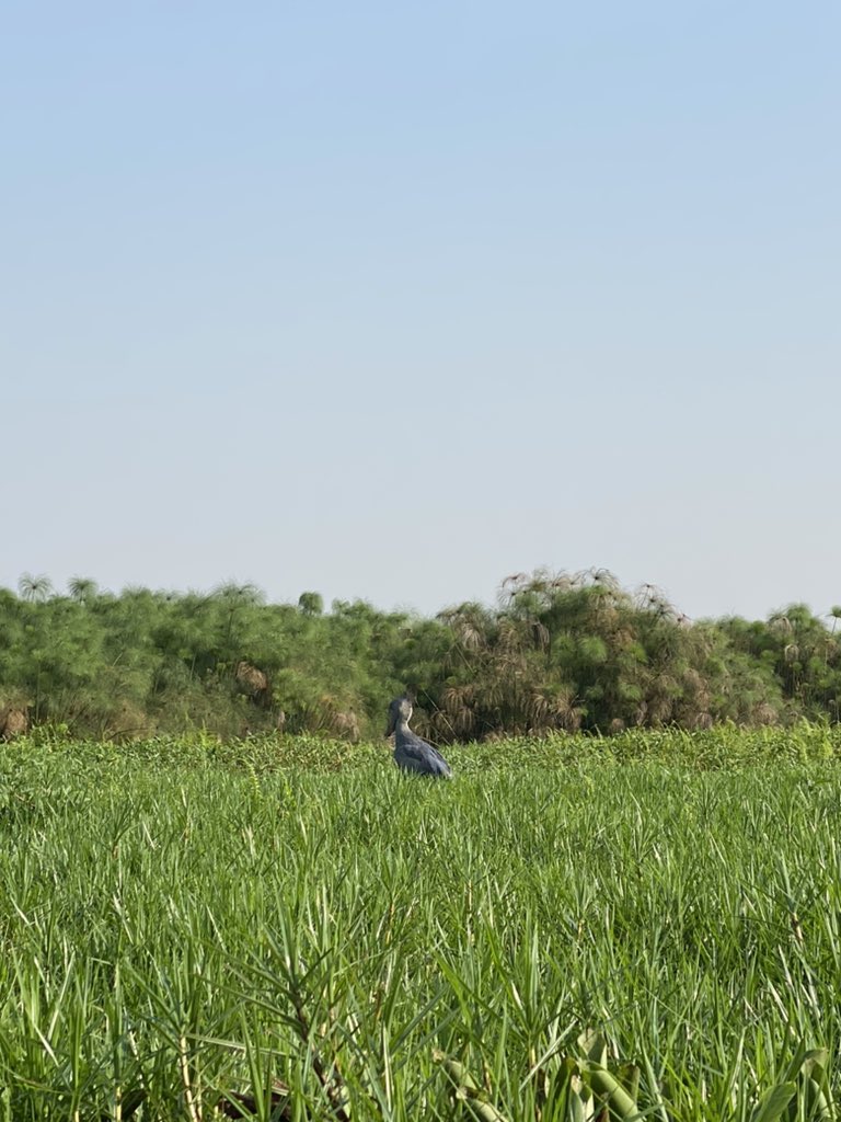 RockSafaris's tweet photo. A wildlife lover or bird watcher: This is a must see for you while in Uganda, native to the marshy areas but the best place to see it is at Mabamba Swamp on the edge of Lake Victoria.
About 5000 of them remain making it vulnerable.
Sp: Shoebill (Balaeniceps rex)
📍Mabamba Swamp https://t.co/MVGWiQa8PK
