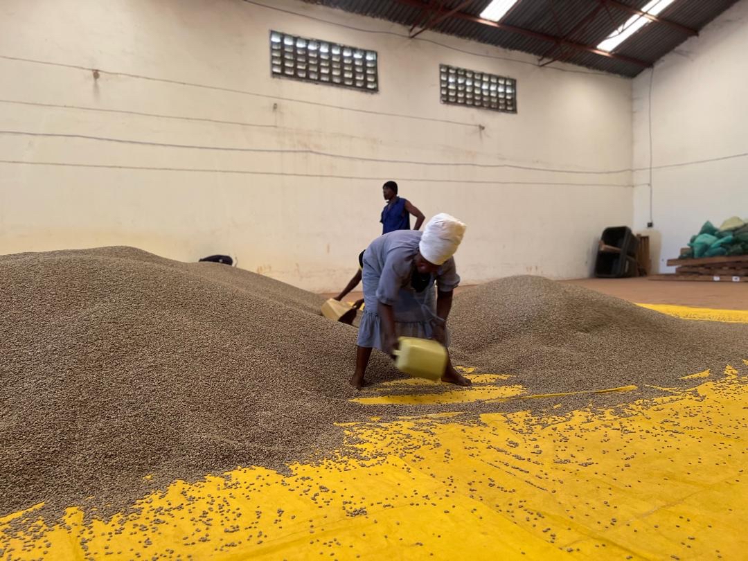 mtnharvestug's tweet photo. At Mountain Harvest, we blend coffee grades and origins through a process called 'Bulking' to create consistent, high-quality lots. Single-origin coffee, like our Sipi Ladies' lot, is carefully bulked to preserve its unique qualities. #CoffeeCraft #SingleOrigin #BulkingProcess ☕ https://t.co/IpNgRfvePp