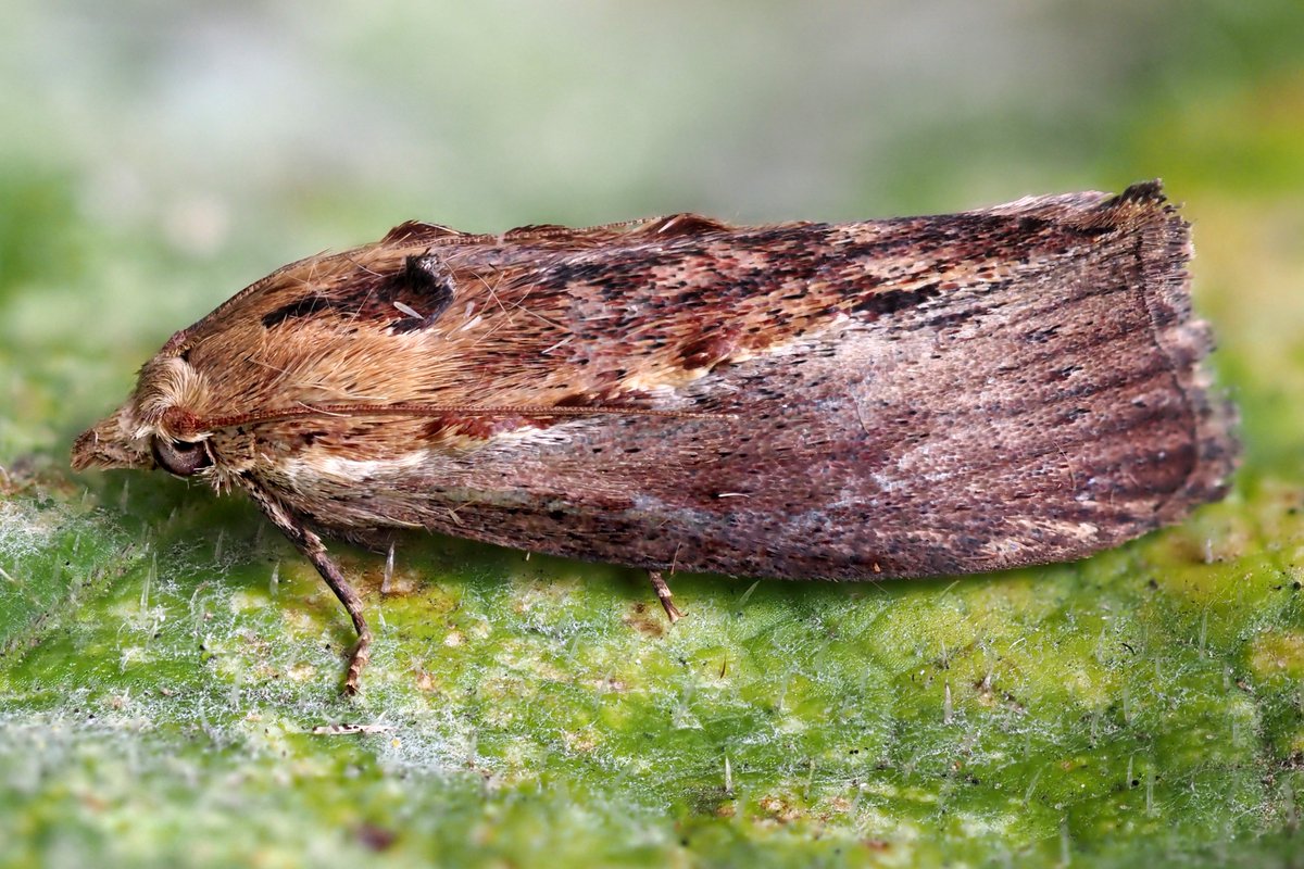 stevethemoth's tweet photo. A fresh Wax Moth - it reminds me a little of a House Sparrow's plumage https://t.co/yNhG4VUnbD