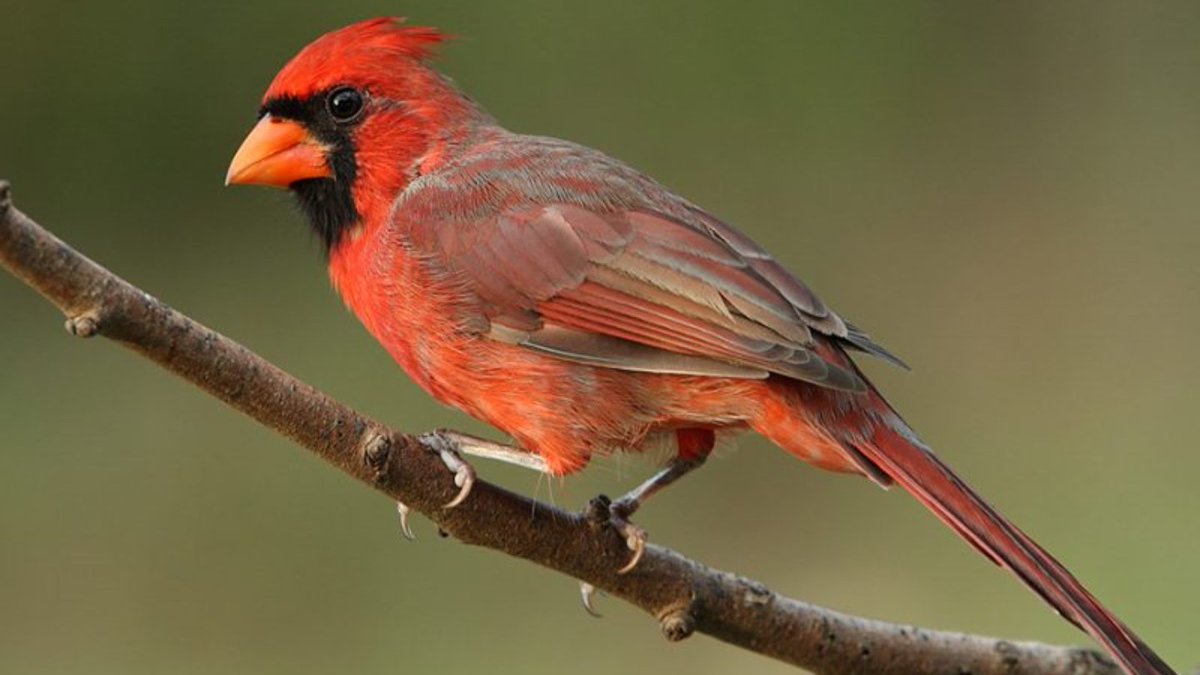 StopFitzhughCon's tweet image. 🐦 Our partner @TravisAudubon is hosting a beginners’ bird walk from 7:30-10:30 a.m. on Sunday, September 15! Experienced guides will help you explore the park and see what birds you can spot or hear. #birdwatching 

👉 Learn more and register here: travisaudubon.org/?event=beginne…