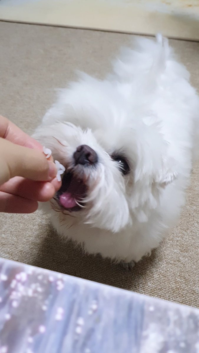 햇반 작은밥은 사실 나눠 먹을 양이 아니란걸 너는 모르지