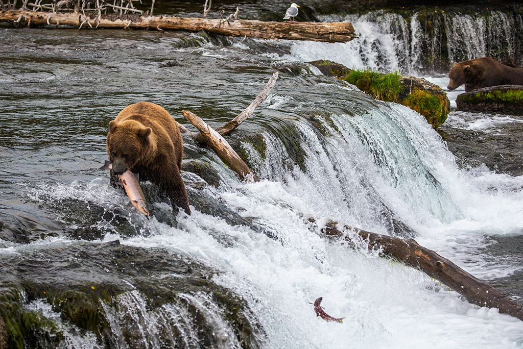 TimesWilderness's tweet photo. "Katmai National Park in Alaska is one of the best places in the world to watch brown bears in their natural habitat." - @TheVanEscape1 

#katmai #Alaska #brooksfalls #bearviewing #homer https://t.co/mJJm1smbKX