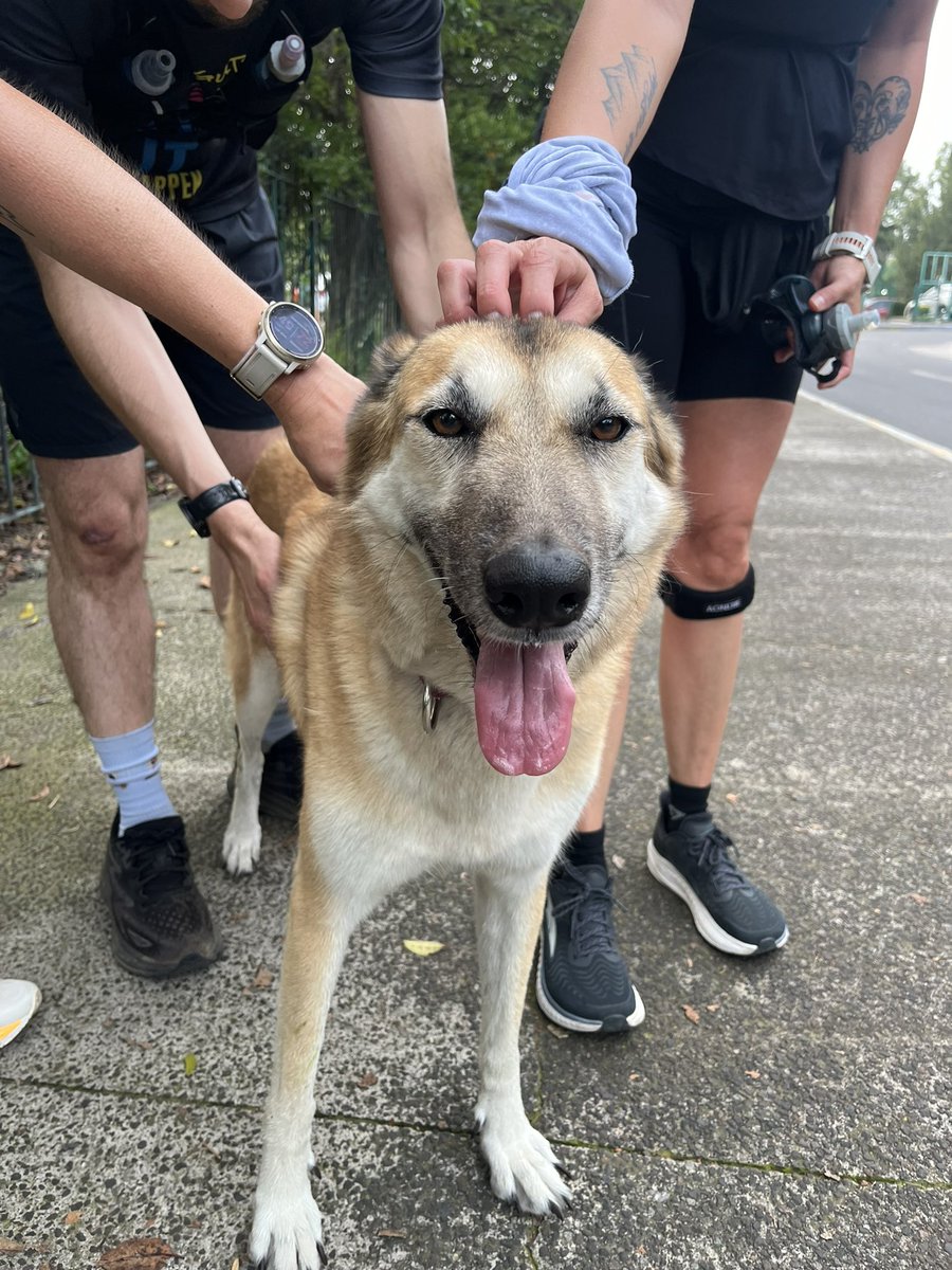 Esta perrita está perdida en Chapultepec en el Lago. Comparte porfa