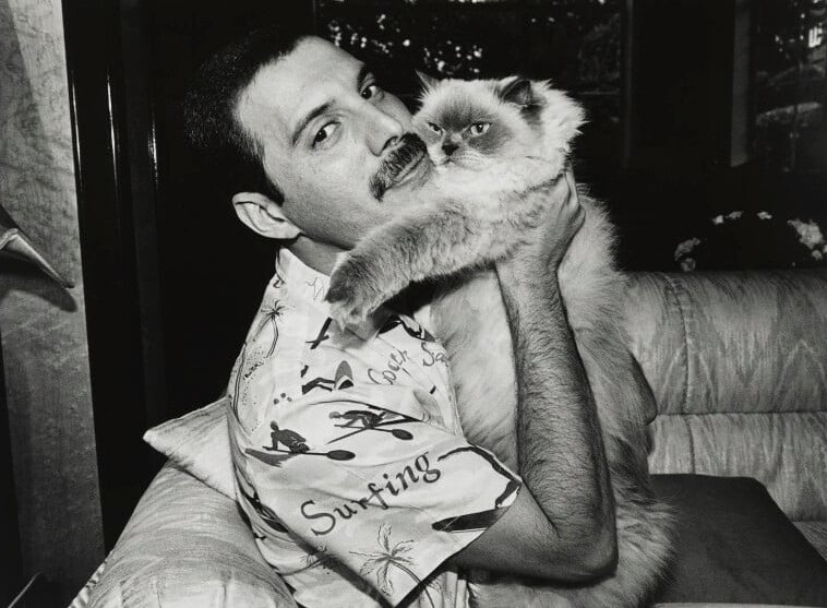 "To my cat Jerry — also Tom, Oscar and Tiffany, and all the cat lovers across the universe — screw everybody else.”

🎂 Happy Birthday to cat-lover Freddie Mercury - born on this day in 1946.

#CatLovers #Caturday