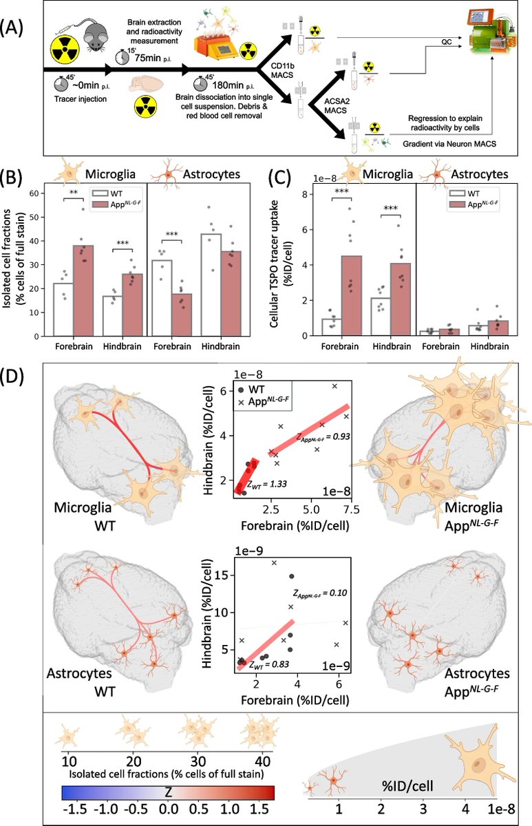 Molecular Neurodegeneration (@molneuro) on Twitter photo 'Regional desynchronization of #microglial activity is associated with cognitive decline in #AlzheimersDisease'
Artem Zatcepin, Johannes Gnörich, Boris-Stephan Rauchmann... Matthias Brendel <a href="/matbrendel/">MatthiasBrendel</a> <a href="/LMU_Muenchen/">Universität München</a> @DZNE_en @SyNergy_Cluster
bit.ly/4ecTMXa 'Regional desynchronization of #microglial activity is associated with cognitive decline in #AlzheimersDisease'
Artem Zatcepin, Johannes Gnörich, Boris-Stephan Rauchmann... Matthias Brendel <a href="/matbrendel/">MatthiasBrendel</a> <a href="/LMU_Muenchen/">Universität München</a> @DZNE_en @SyNergy_Cluster
bit.ly/4ecTMXa