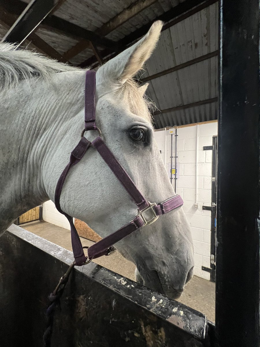 Someone trying to convince the vet shes lovely and doesn’t need her bi annual anti 🧙 jab … no one’s convinced 😂