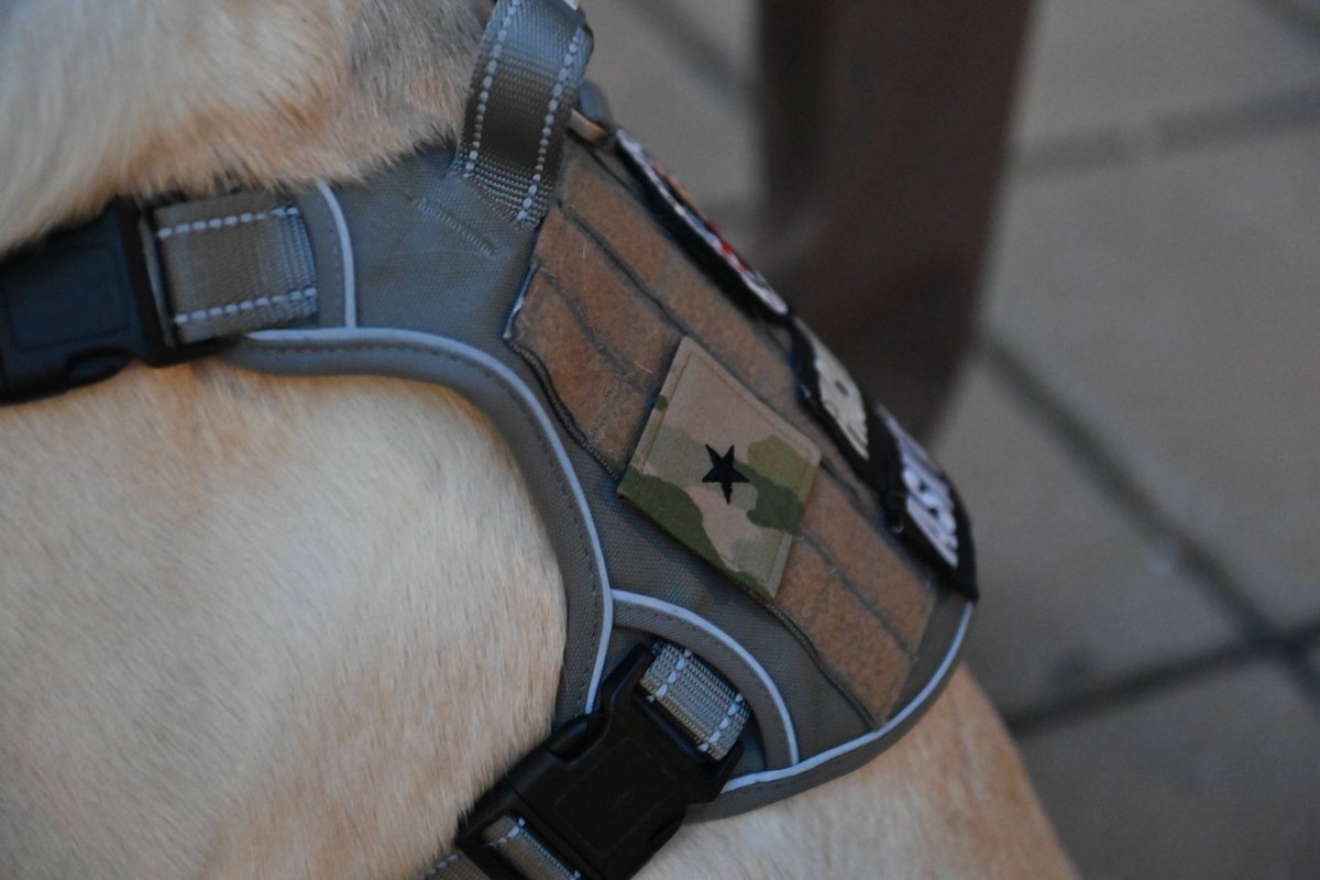 VMI1839's tweet photo. 🐾 CAVU, the Chaplain’s Office facility dog, was promoted to honorary brigadier general during a pep rally!

In military tradition, working dogs often outrank their handlers, and CAVU’s new title brought a big morale boost to the Corps of Cadets.

#CAVU #VMI #BrigadierGeneral https://t.co/1YTwKtBOzh