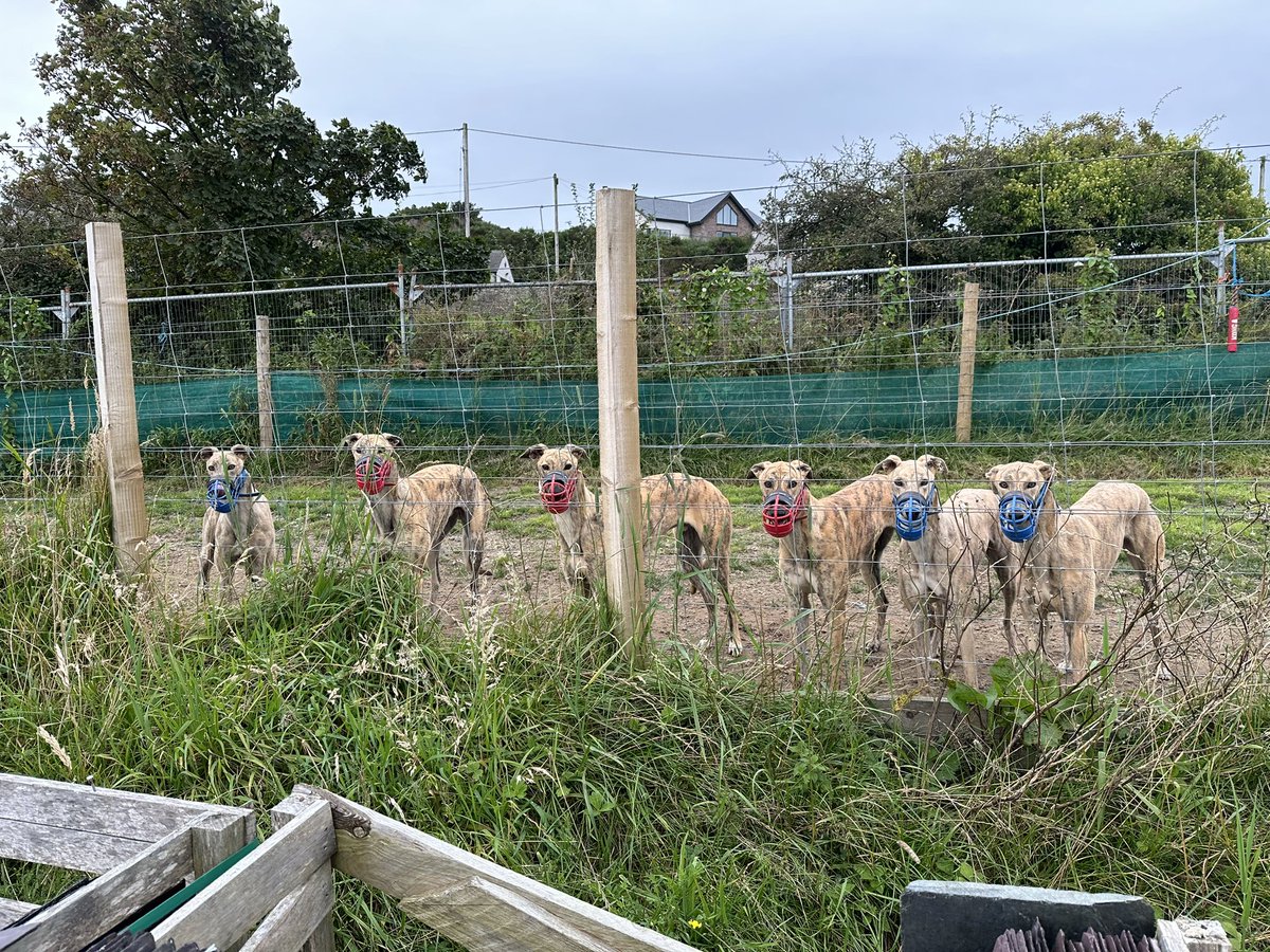 Another 6 pestana saplings 11 mth ready for schooling🤞🛩️