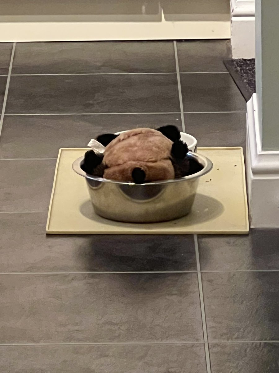 Rhya the Lakie 🏴󠁧󠁢󠁳󠁣󠁴󠁿 tweet media