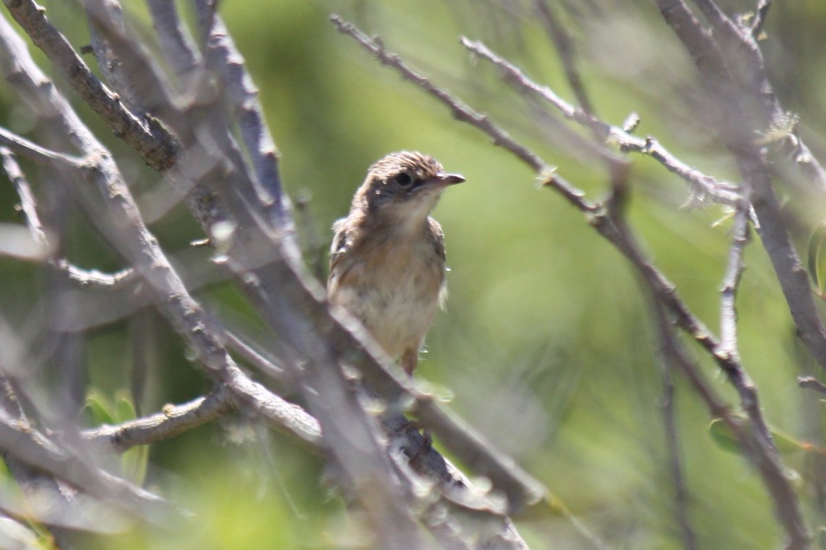 David76628867's tweet photo. The first Spotted Flycatcher for my holiday patch in Algarve! Also healthy numbers of Stonechat and Zitting Cisticola. #birding #algarve https://t.co/bQuHAxMpnD