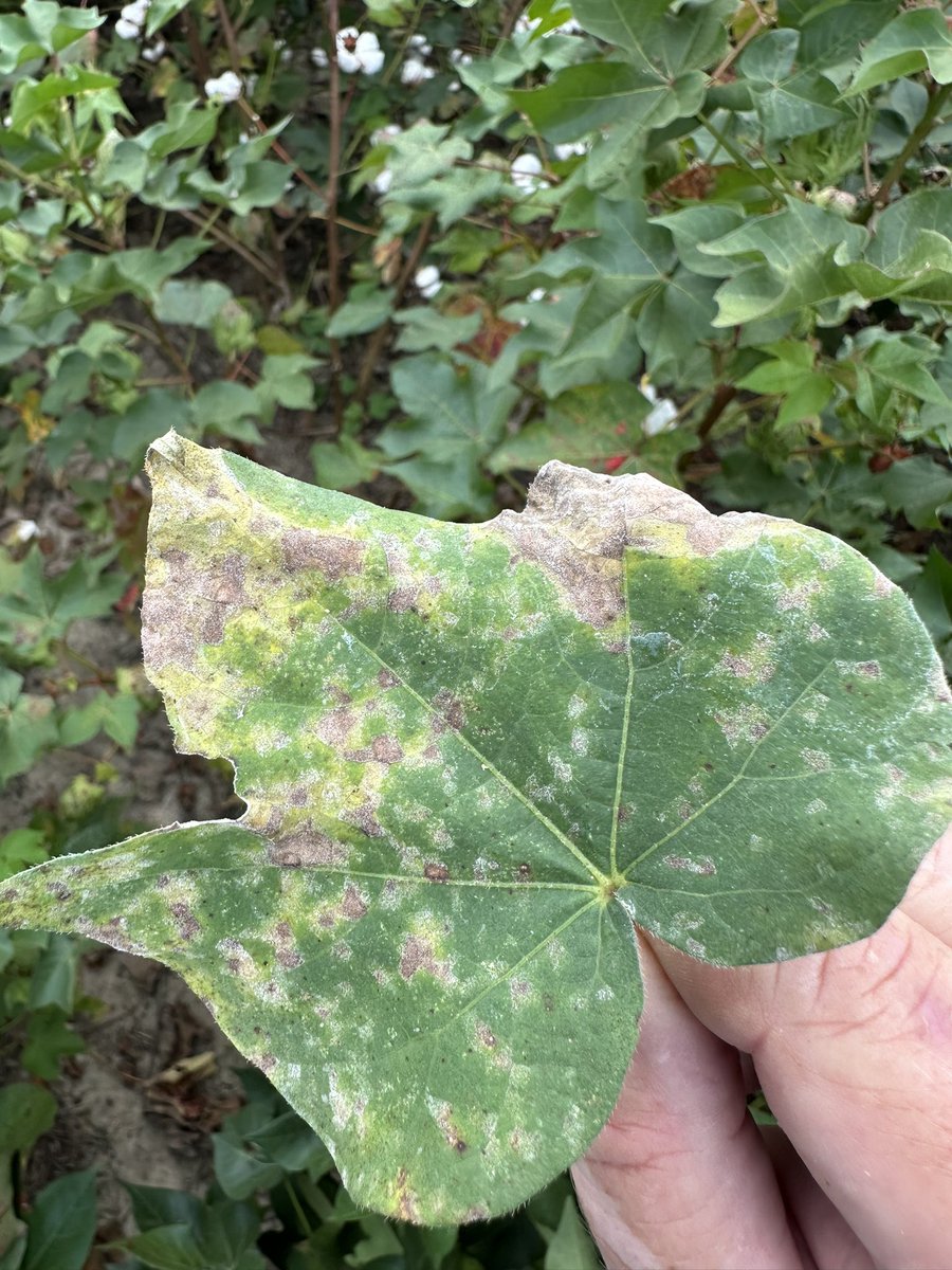 bobkemerait's tweet image. Slow in showing up in Georgia’s cotton, areolate mildew is here now in force. Less than a month until defoliation? Don’t worry about it. More than a month to go? There is now reason for concern in southern Georgia. UGA Extension