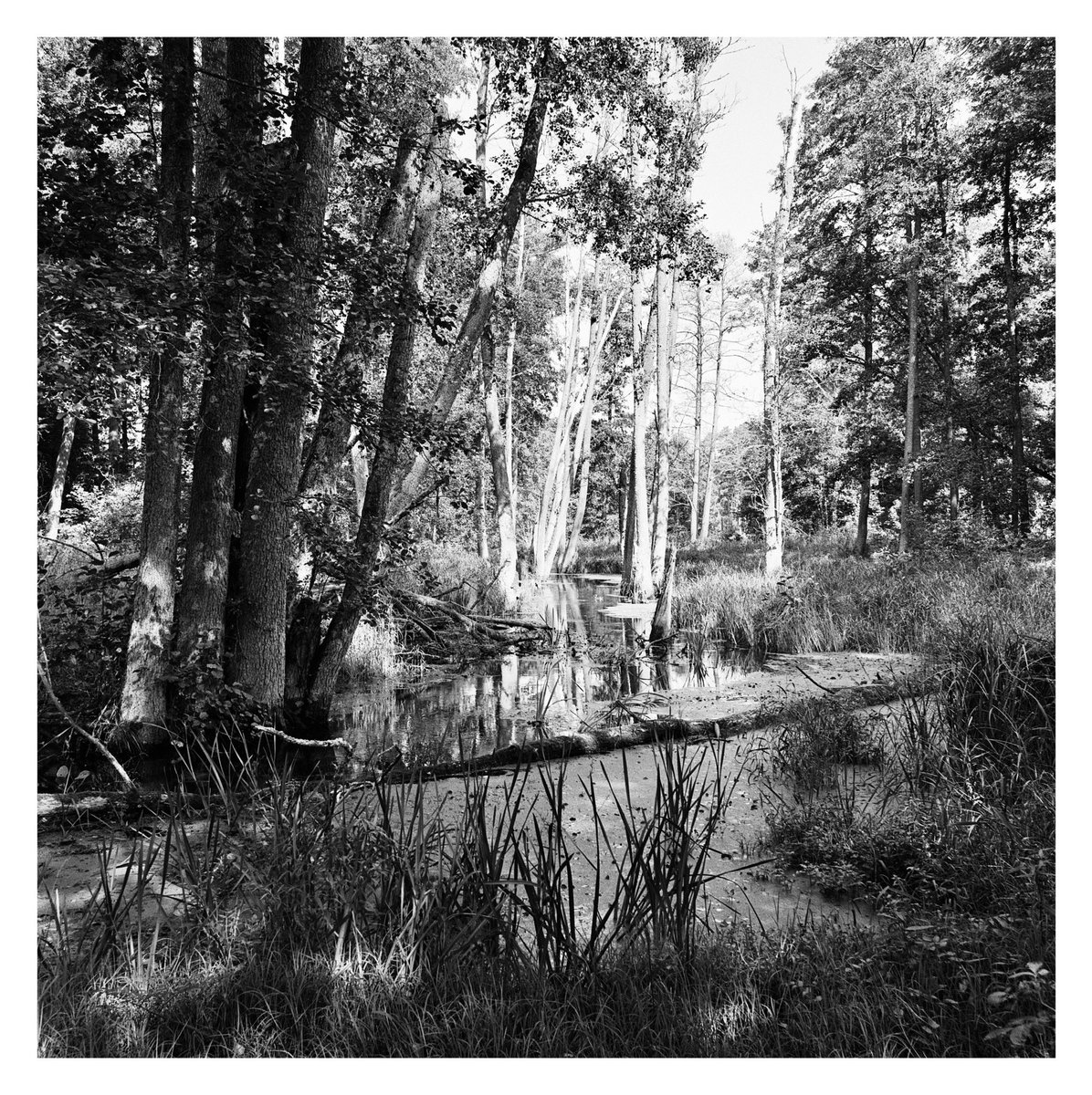 Somewhere in Masurian Lake District, Poland
Hasselblad 500 C/M &amp; Zeiss 50mm f4
Ilford Delta 400 Pro
Looking forward to print it in the darkroom!
#analogphotography 
#blackandwhitephotography #bnwphotography #monochrome #fineartphotography #photography #mediumformat #ilfordphoto
