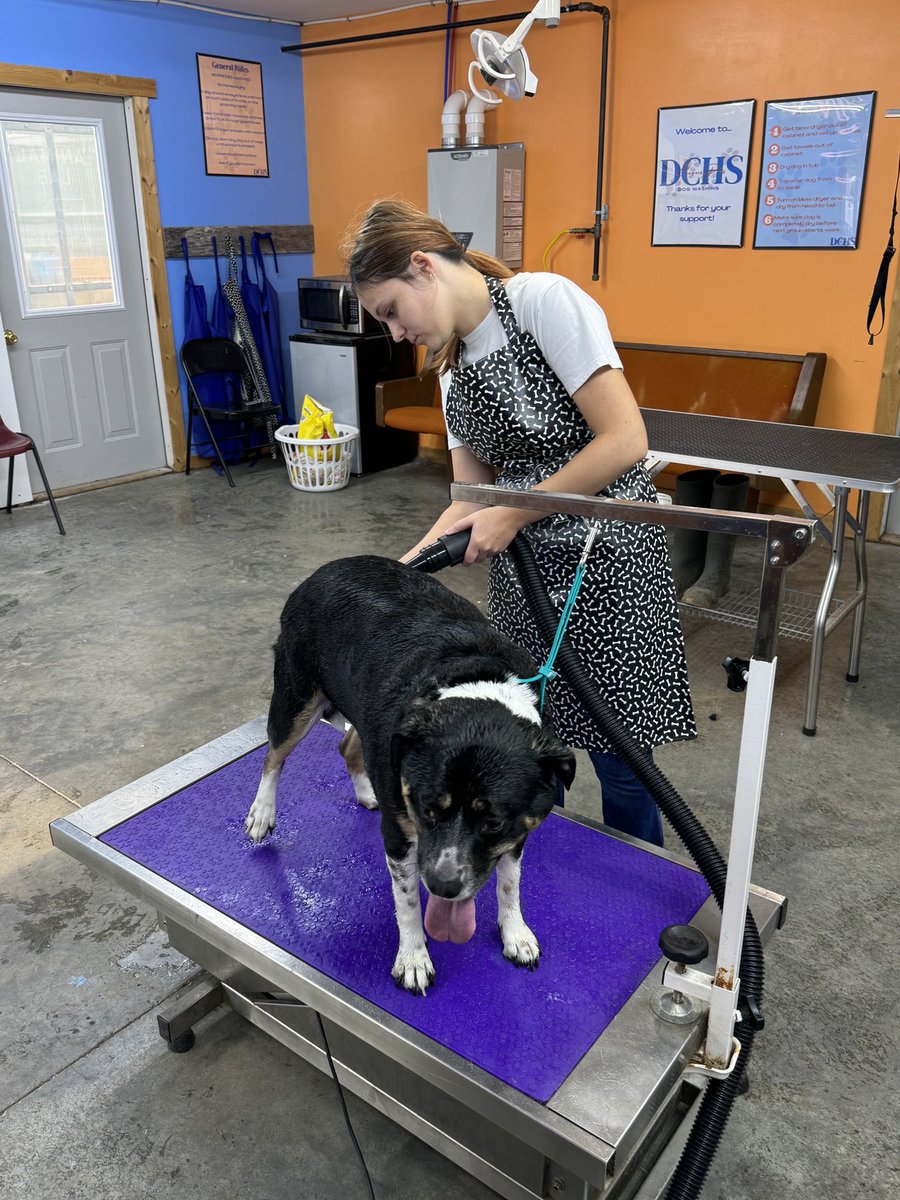 Dickson County Schools CTE (@dcs_cte) on Twitter photo Lindsay, a WBL student from Creek Wood is working at the DCHS SBE, Cougar Paws. Work-based learning experiences allow students to develop crucial skills, build confidence, and prepare for future career success.
#WBLinTN
<a href="/DCS_TN/">Dickson Co Schools</a>
<a href="/DCcougarnation/">Dickson County High School</a>
<a href="/creekwoodhs/">Creek Wood HS</a> Lindsay, a WBL student from Creek Wood is working at the DCHS SBE, Cougar Paws. Work-based learning experiences allow students to develop crucial skills, build confidence, and prepare for future career success.
#WBLinTN
<a href="/DCS_TN/">Dickson Co Schools</a>
<a href="/DCcougarnation/">Dickson County High School</a>
<a href="/creekwoodhs/">Creek Wood HS</a>