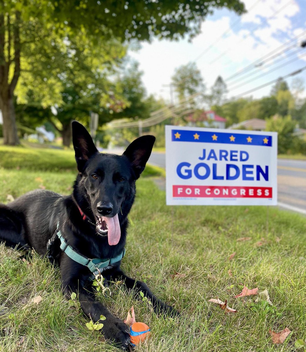 golden4congress's tweet image. He’s not a #GoldenForGolden but we love him anyway. Lawn signs available in our field offices (dogs welcome!)