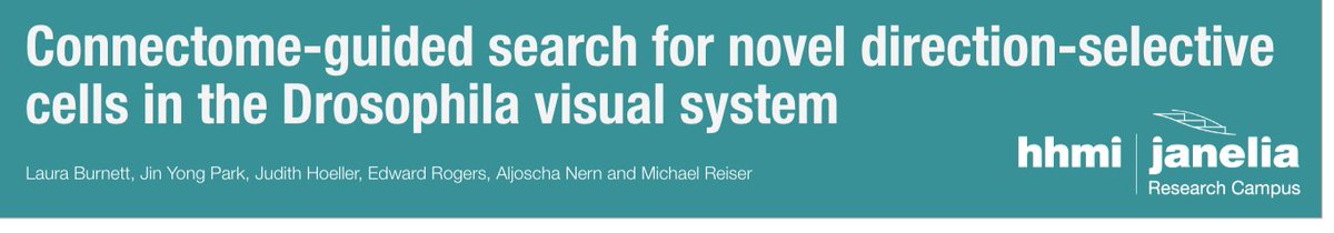Michael Reiser | michaelreiser.bsky.social (@michaelbreiser) on Twitter photo Wonderful people of #neurofly2024, please visit <a href="/burneuro/">Laura Burnett</a> 's poster today for an exciting display of connectome-inspired experiments in the fly visual system. Wonderful people of #neurofly2024, please visit <a href="/burneuro/">Laura Burnett</a> 's poster today for an exciting display of connectome-inspired experiments in the fly visual system.