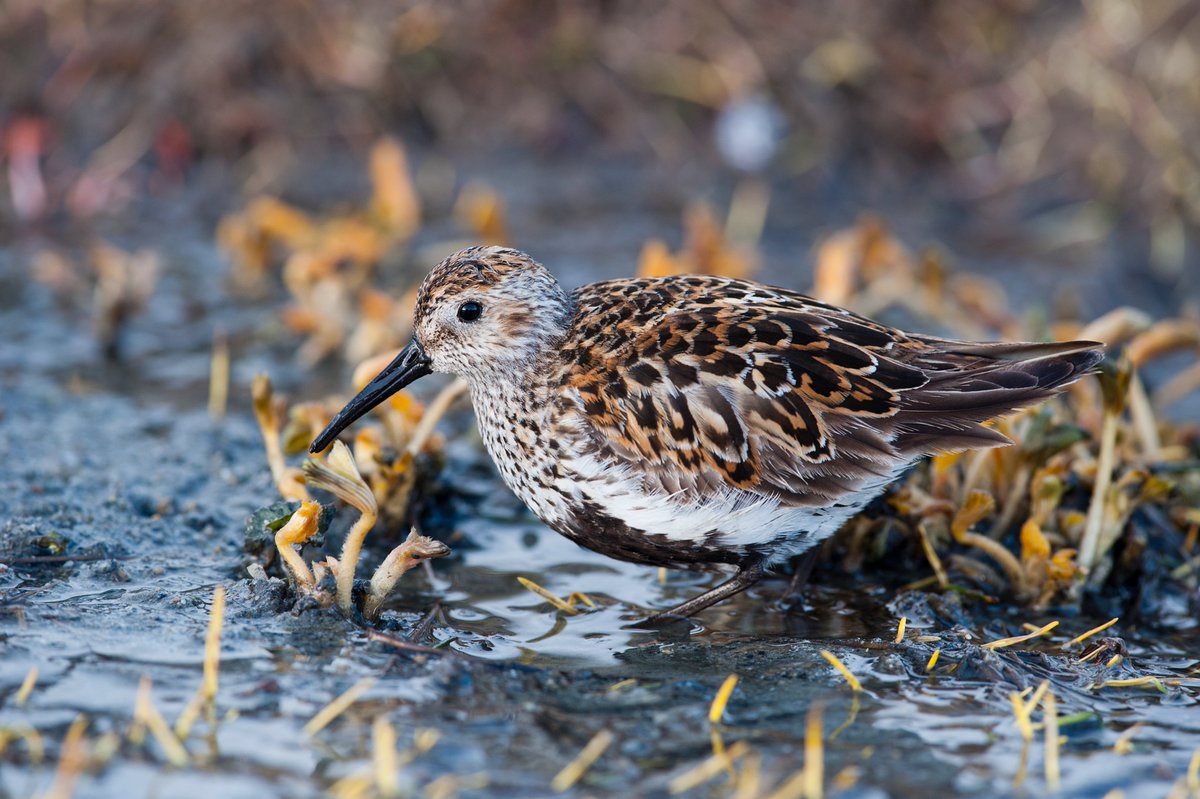 Happy to see this new paper on morphometric variation in Norwegian dunlins in print:  tandfonline.com/doi/full/10.10…