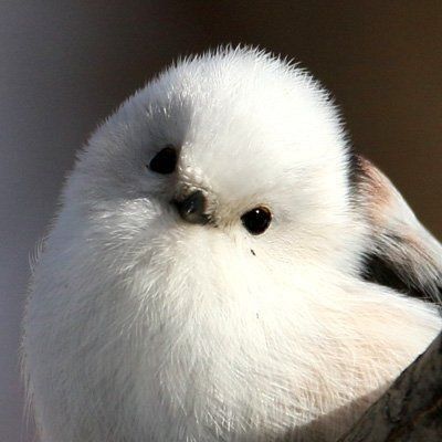 Fallenixo's tweet photo. Peeks into the TL.

Birb. https://t.co/7BANheSMwa