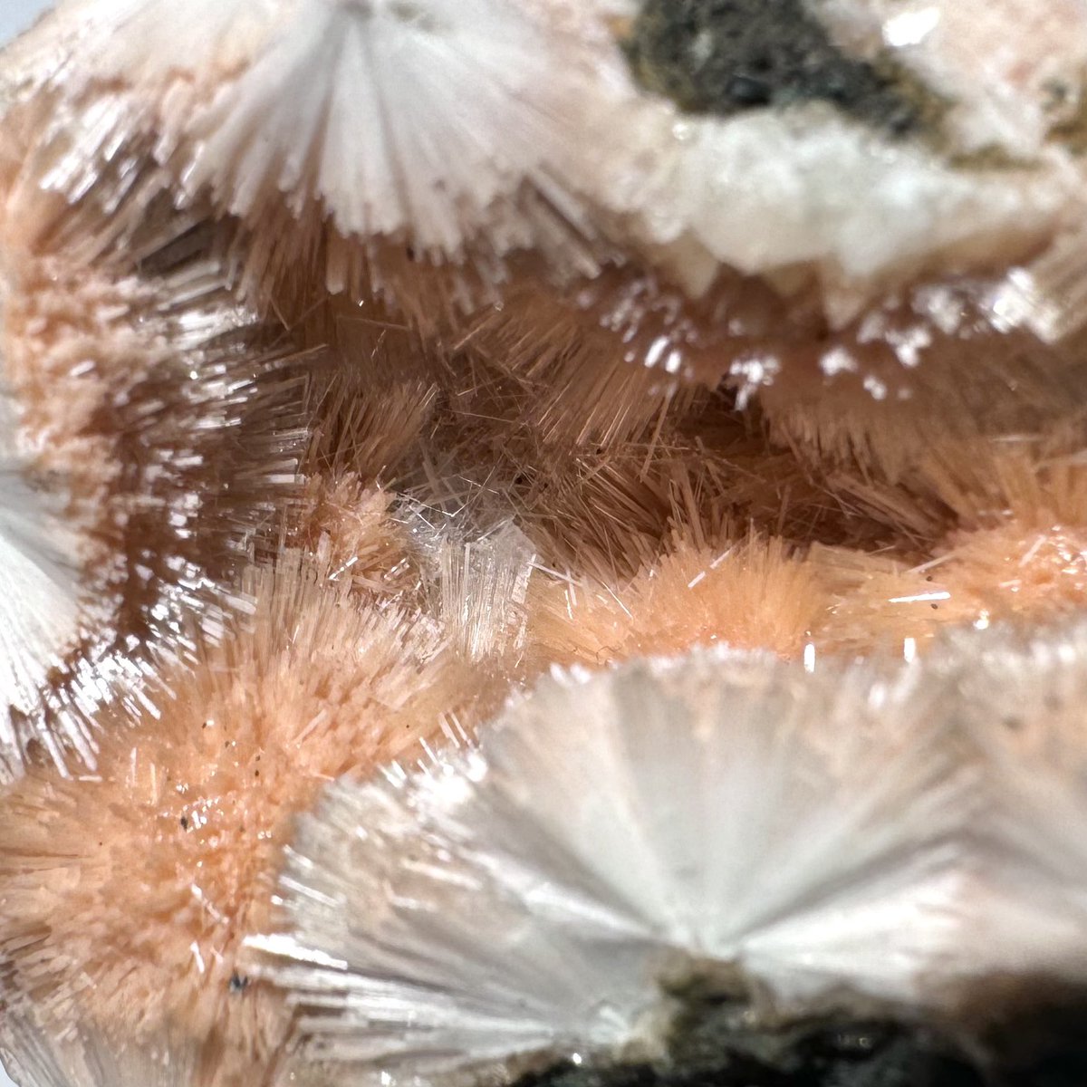 exoticcrystals's tweet photo. ⚜️Orange Thomsonite with Mesolite from Madhya, Pradesh, India⚜️ #mesolite #minerals #thomsonite #India https://t.co/Kml6I4emAU
