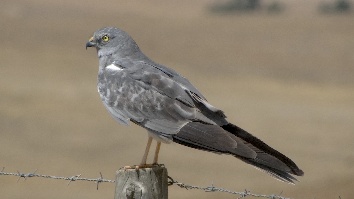 Saiba por que já há tão poucas águias-caçadeiras em Portugal wilder.pt/historias/saib…