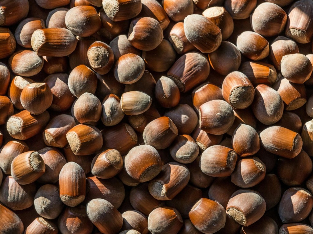 🌰Una recerca internacional aprofundirà en l’impacte de la ingesta de fruita seca en la prevenció de malalties cròniques.

🥜Amb més d’un milió de participants d’arreu del món, l’equip investigador vol impulsar que s'incloguin aquests aliments en recomanacions dietètiques i