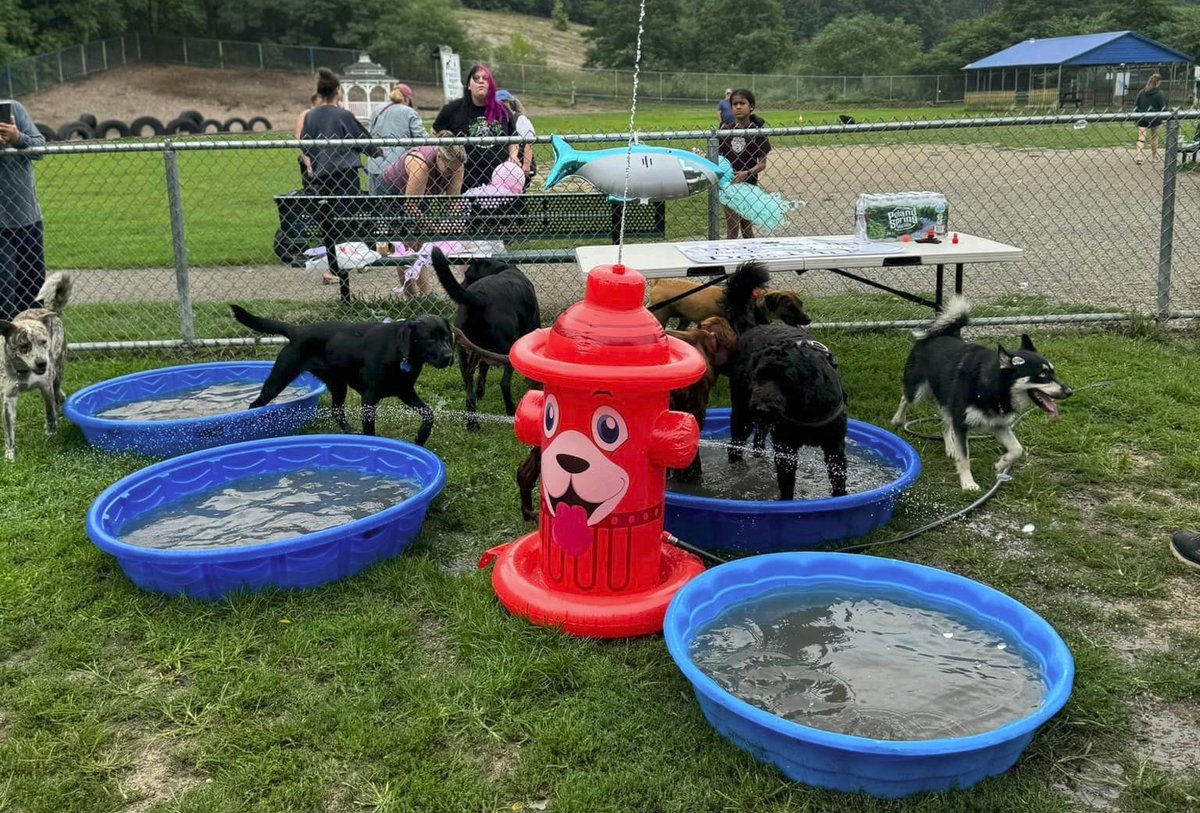ChelmsfordDogs's tweet photo. Late summer updates and plans for the fall from the CDA - https://t.co/Cox26ztxIr https://t.co/xb8cqRlBiI