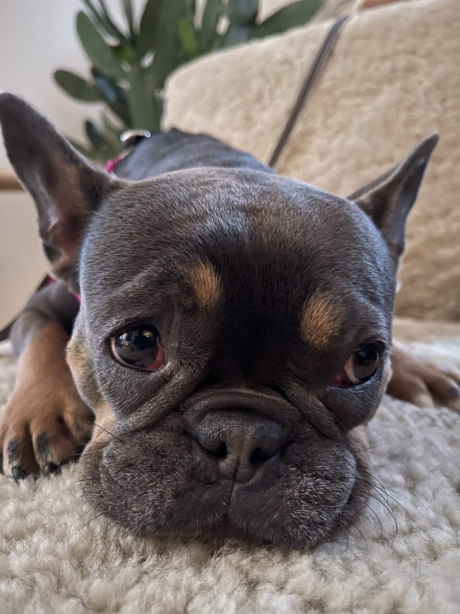 AnagoBarks's tweet photo. I miss her so much https://t.co/LlSi1zcmjX