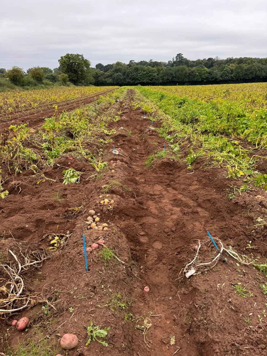 Our first maincrop trial of the year is lifted, located in the West Midlands on land that will give us big clues on the viability of our new chipping and crisping seedlings in particular. Some interesting numbers for us to look at in the coming weeks!