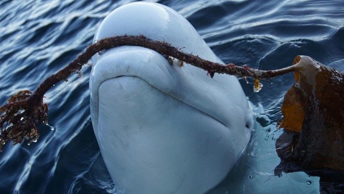 La famosa beluga 'espía rusa' Hvaldimir fue asesinada deliberadamente dlvr.it/TCsQjY