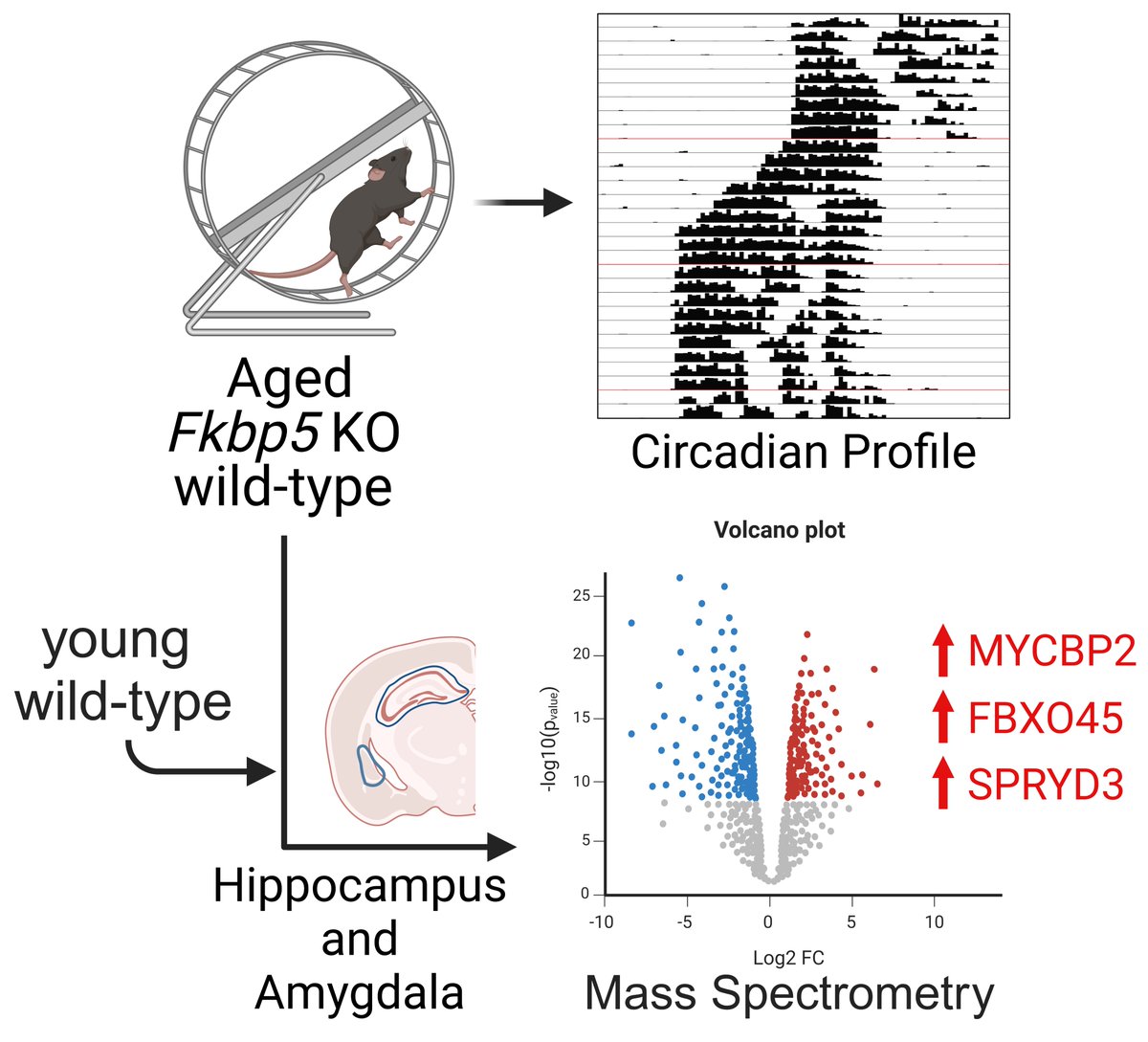 Blair Lab identifies new targets that may underlie the resilience of FKBP51 KO mice: