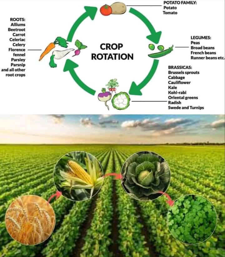 Farmers who practice crop rotation often report healthier plants and less reliance on chemical fertilizers. Plus, it helps break the cycle of pests and diseases that thrive on a single crop. Rotate your crops and watch your harvest grow stronger and more abundant!