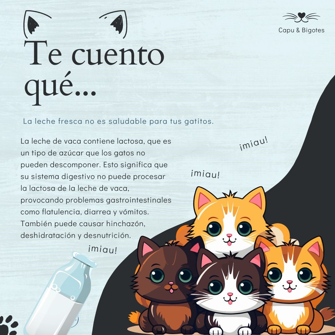 CapuyB's tweet image. 🐱🥛La #Leche de vaca también contiene lactosa, por lo tanto, al carecer de la encima lactasa, es igual de intolerable para los gatos. No pueden digerir el azúcar de la leche y el cuerpo reacciona con flatulencias y dolores de estómago.

#Hoy #CatLovers  #Mascota #Mundo #Latam