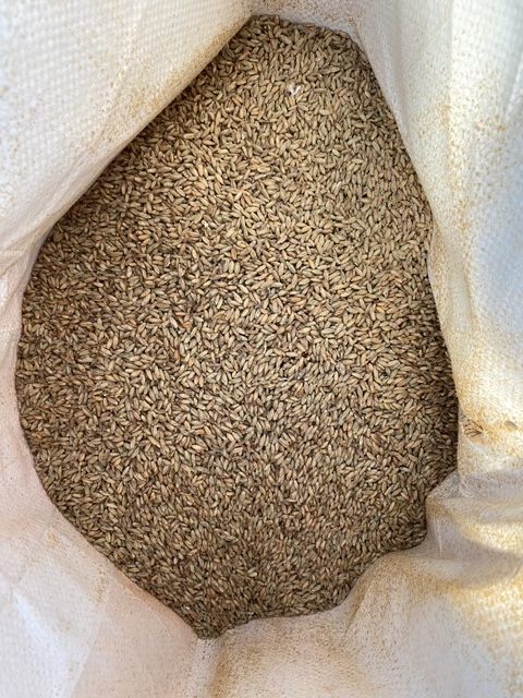Another old favorite gets a Catoctin Heritage twist.  Just look at that delicious Rye malt from Bear Branch Malt!

Today we are brewing batch two of our Rye Kölsch--brewed exclusively with our beloved Maryland-native ‘Monocacy’ hops!

Just in time for fall, so keep an eye out!
