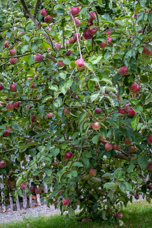 RHS_Rosemoor's tweet image. 💮Remember back in the spring when we had the most incredible blossom? Well, we are being blessed with a bumper harvest to match. Join us for our Festival of Flavours 5-6 October and help us celebrate in style!
rhs.org.uk/gardens/rosemo…
#visitdevon #visitexeter @ExmoorMagazine