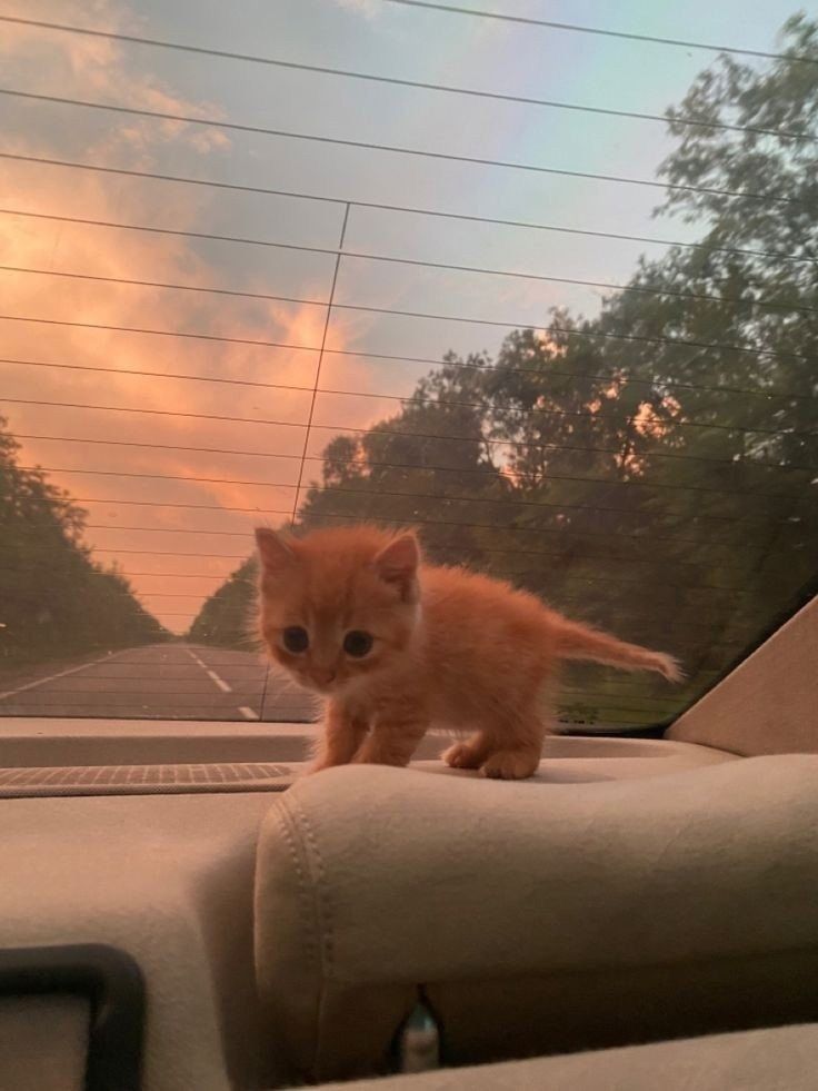 Catsillyness's tweet photo. Baby orange car in a car https://t.co/3yEo9bNbqu