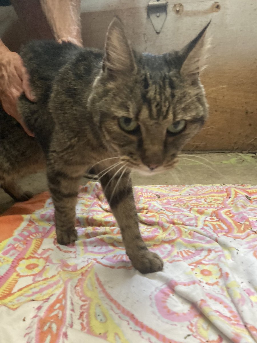 FOUND: on Kendall Rd in Tewksbury. If you recognize this cat please call 978-215-9639