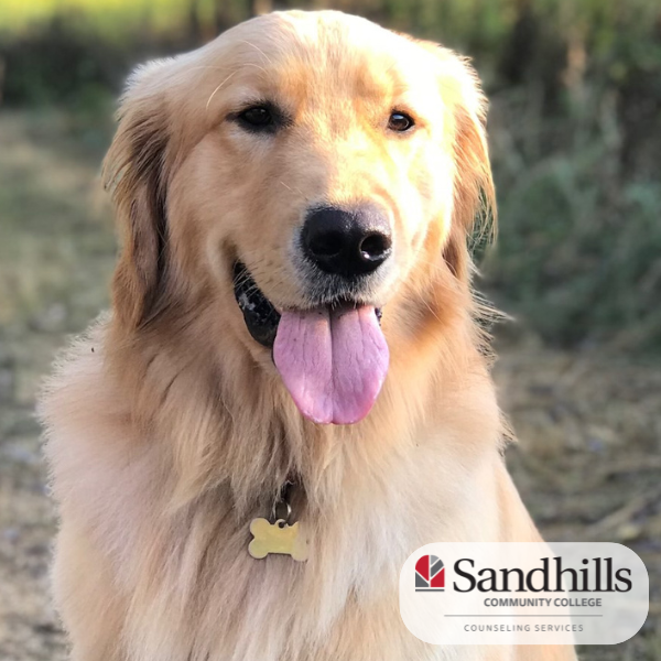 SandhillsCC's tweet photo. Henry and Cooper are certified therapy dogs (and good boys) and will be back this fall! See Henry in Dempsey tomorrow from 11-1. Here is the full schedule: Sept. 11- Henry, Sept. 26- Cooper, Oct. 9- Henry, Oct.24- Cooper, Oct. 30- Henry, Nov. 6- Cooper, Nov. 21- Henry. https://t.co/OdoGEYMMuL