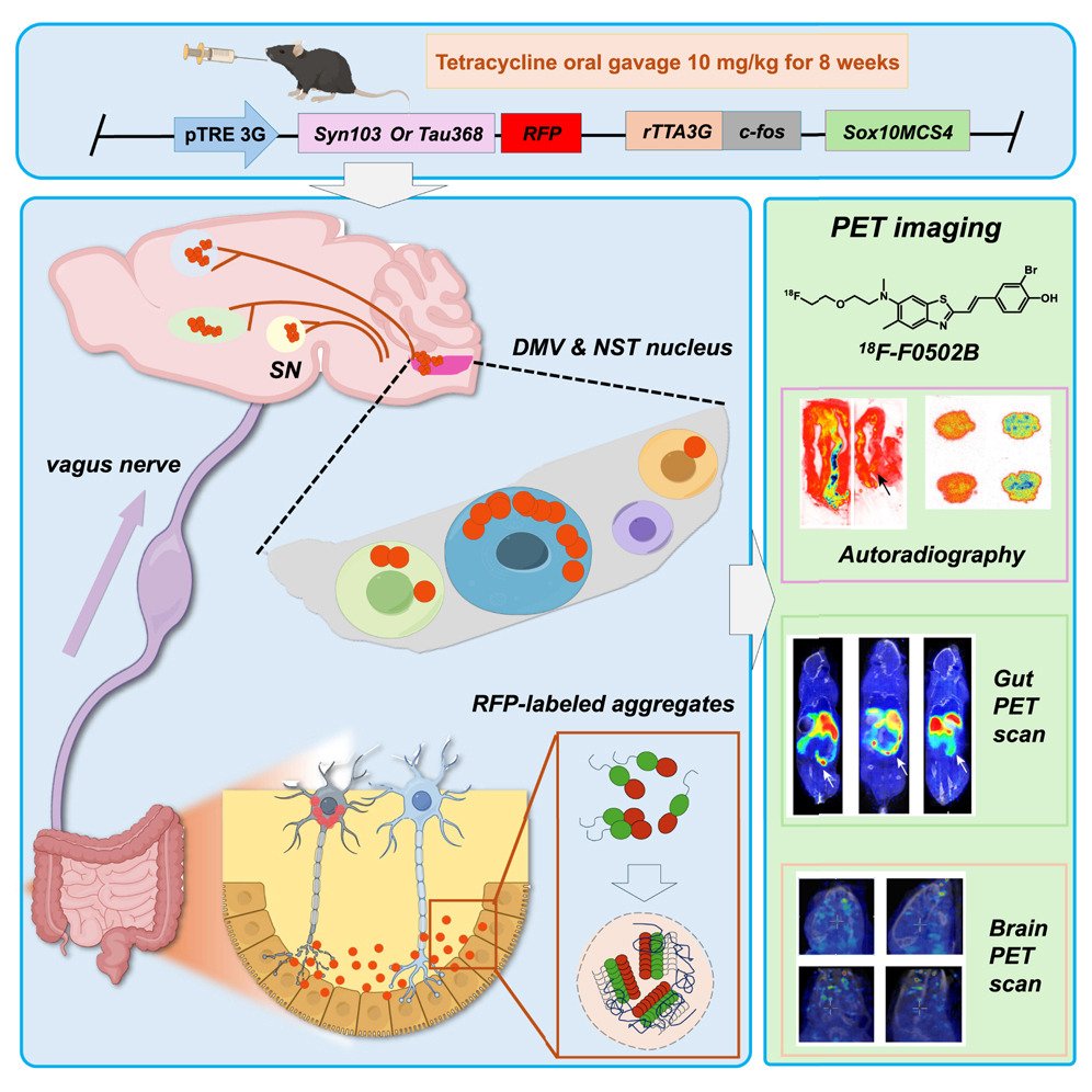 Gut-induced alpha-Synuclein and Tau propagation initiate Parkinson’s and Alzheimer’s disease co-pathology and behavior impairments: <a href="/NeuroCellPress/">Neuron</a>  cell.com/neuron/fulltex…