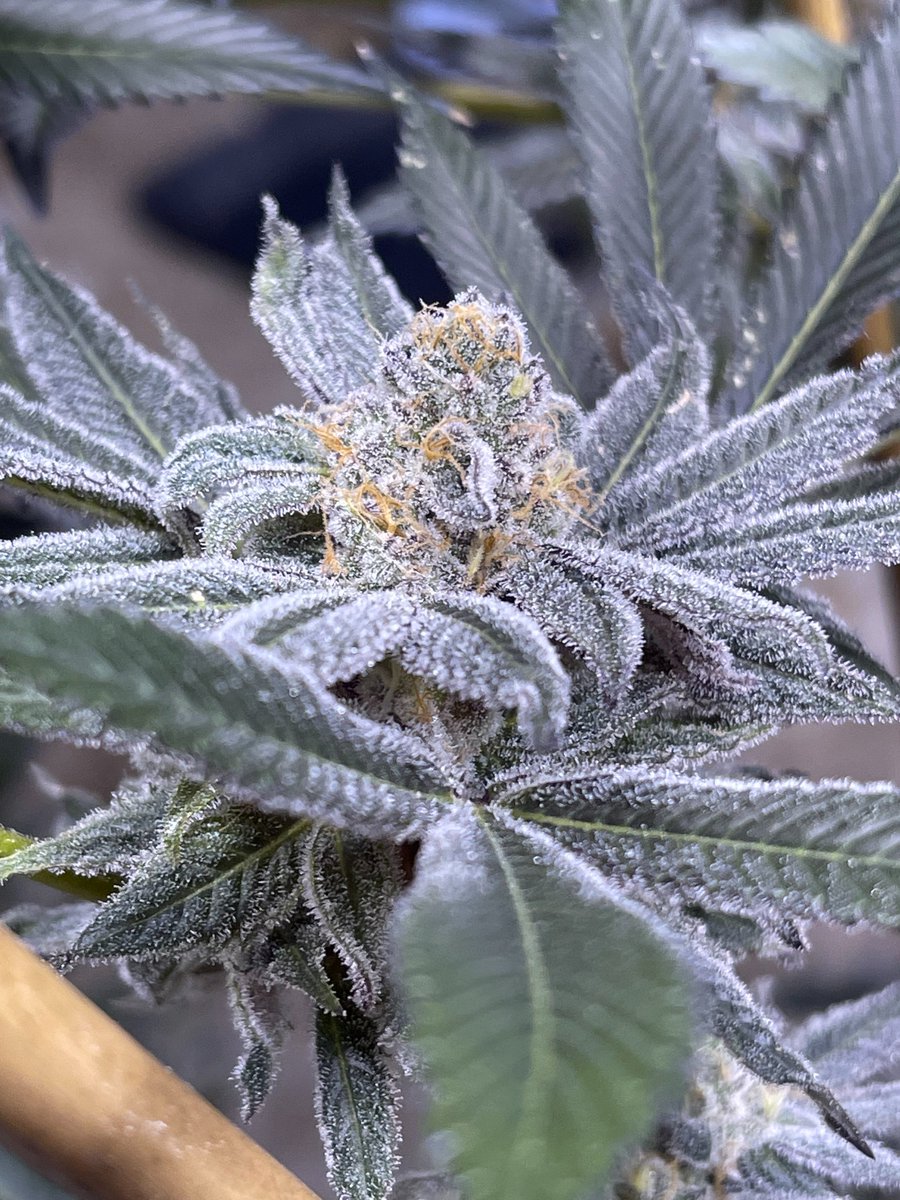 lusciousgenetic's tweet image. Looking for new gear to run? Grab a pack of PBB Bx by Thug Pug Genetics today! These come with freebie beans as well!
Lineage: Peanut Butter Breath Bx
lusciousgenetics.com/product/thug-p…
#cannaland #CannabisCommunity #freetheseeds #dank #cannabisculture #weedporn