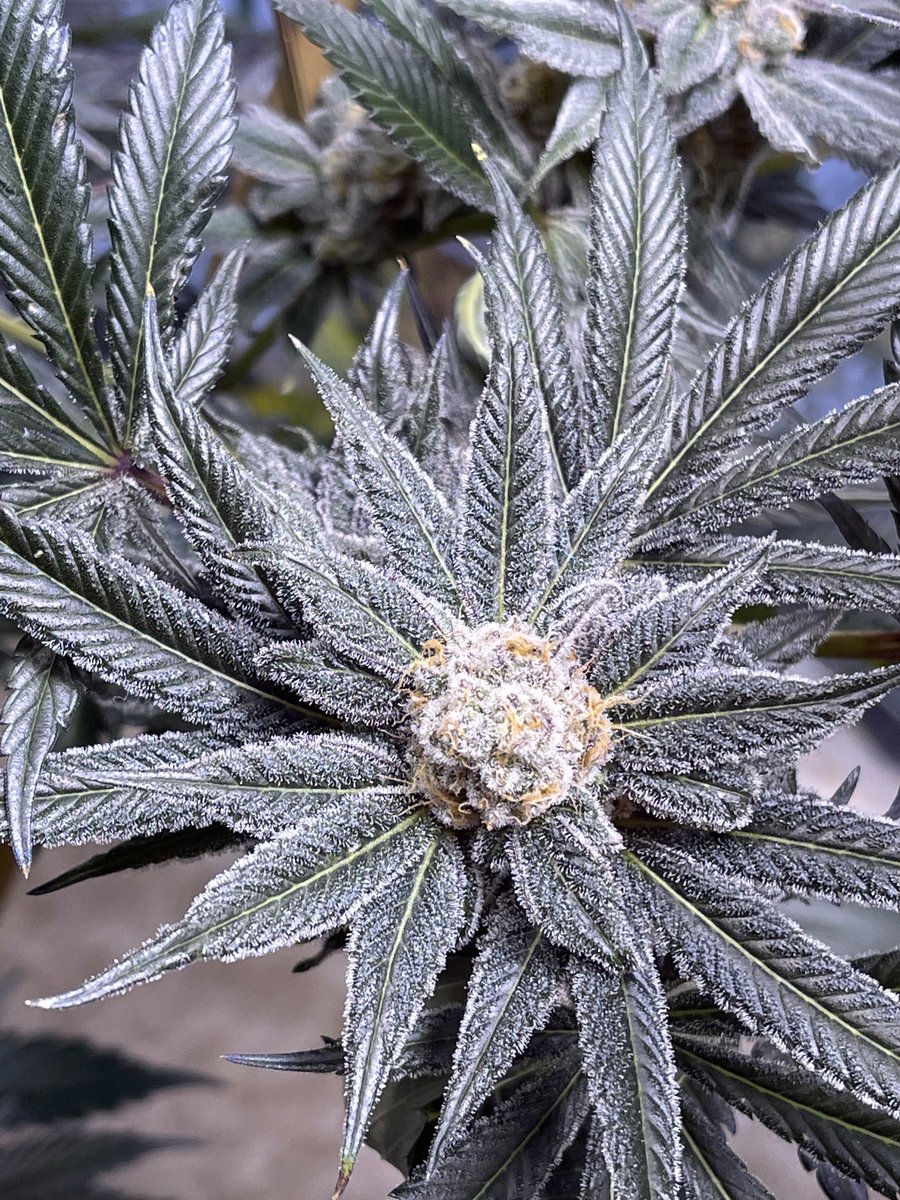 lusciousgenetic's tweet image. Looking for new gear to run? Grab a pack of PBB Bx by Thug Pug Genetics today! These come with freebie beans as well!
Lineage: Peanut Butter Breath Bx
lusciousgenetics.com/product/thug-p…
#cannaland #CannabisCommunity #freetheseeds #dank #cannabisculture #weedporn