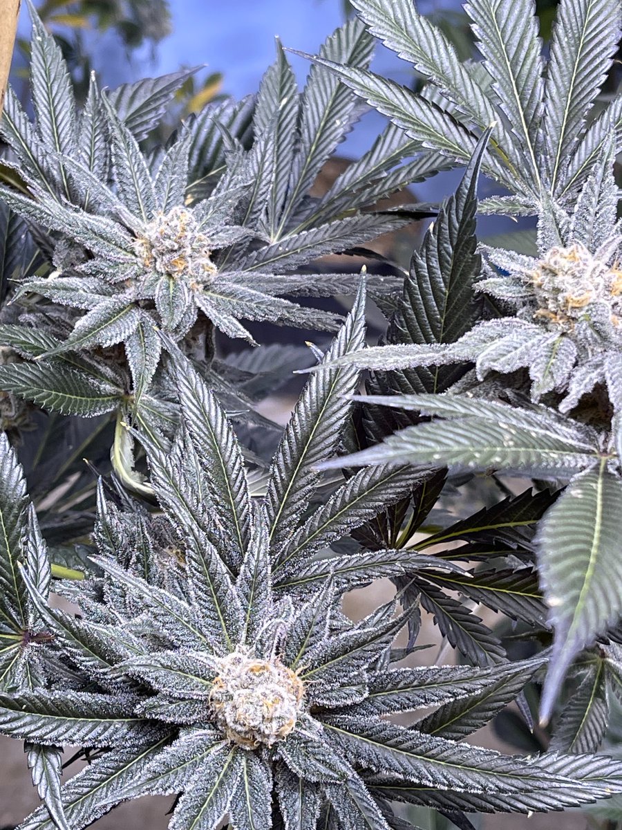 lusciousgenetic's tweet image. Looking for new gear to run? Grab a pack of PBB Bx by Thug Pug Genetics today! These come with freebie beans as well!
Lineage: Peanut Butter Breath Bx
lusciousgenetics.com/product/thug-p…
#cannaland #CannabisCommunity #freetheseeds #dank #cannabisculture #weedporn