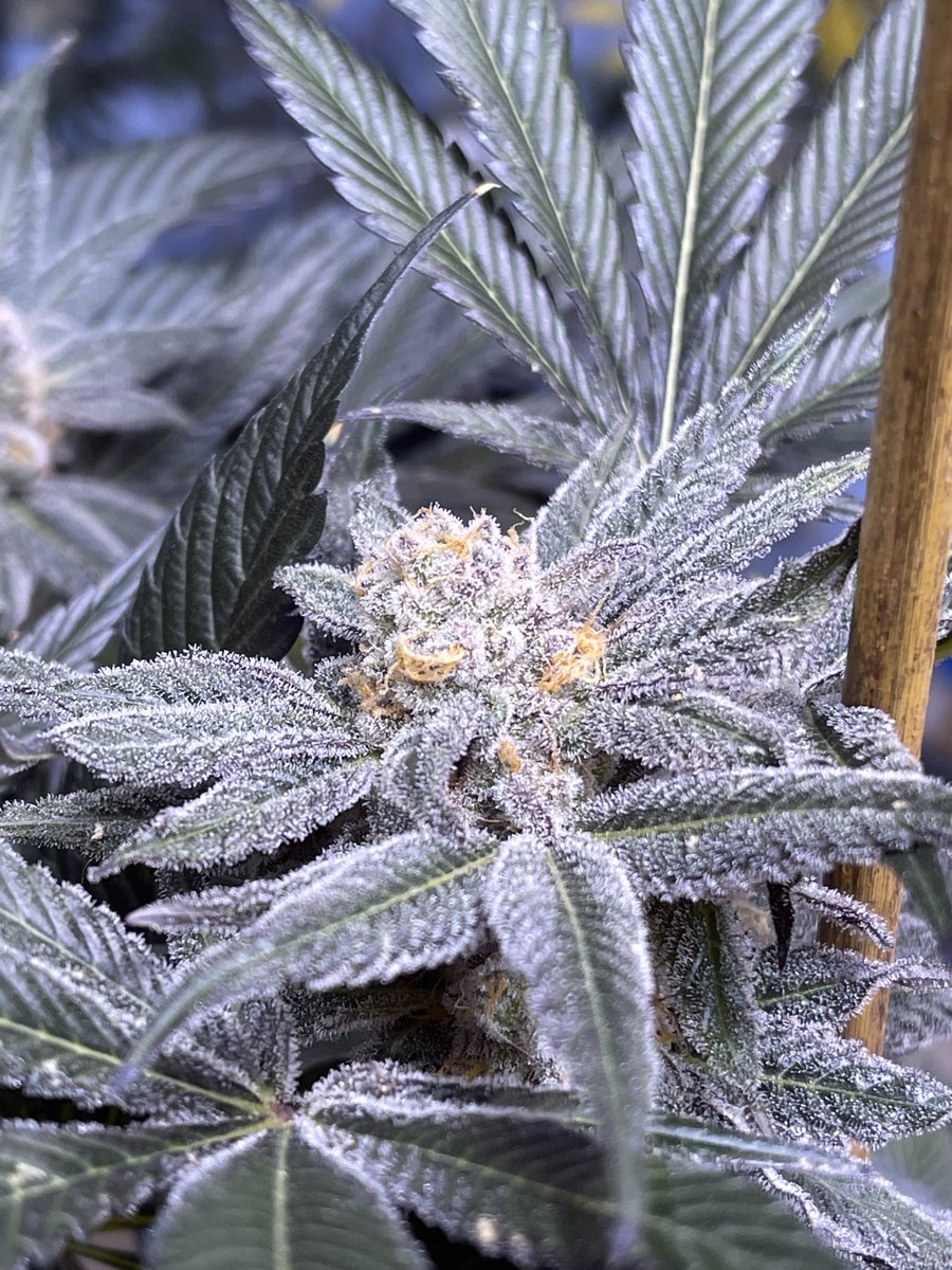 lusciousgenetic's tweet image. Looking for new gear to run? Grab a pack of PBB Bx by Thug Pug Genetics today! These come with freebie beans as well!
Lineage: Peanut Butter Breath Bx
lusciousgenetics.com/product/thug-p…
#cannaland #CannabisCommunity #freetheseeds #dank #cannabisculture #weedporn