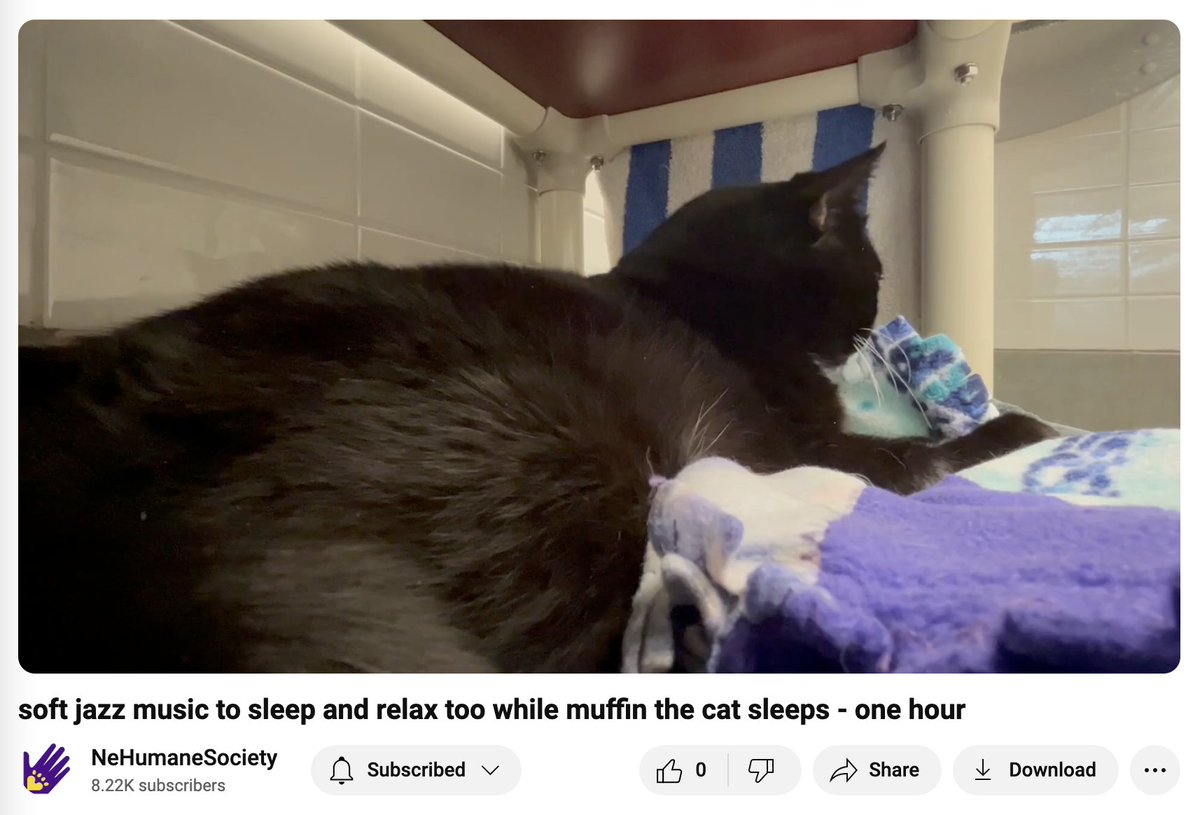 NEHumaneSociety's tweet photo. having trouble relaxing at work? press play on one of these vids and you'll calm down right away. or maybe not! i am a marketing professional not a therapist https://t.co/b8Ql7xz8JW