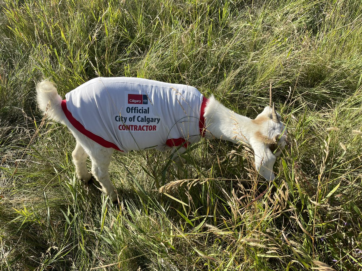 At Nose Hill this morning where the city’s latest GOAT contractors are eating invasive species in their official uniforms.