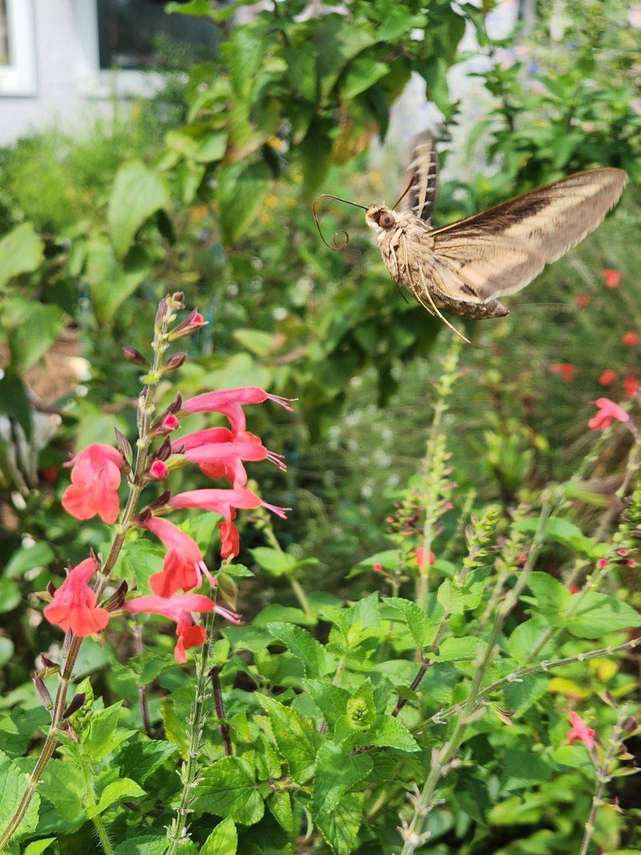 makeshiftthings's tweet image. First time seeing a hummingbird moth in my garden today 🥹🥹🥹