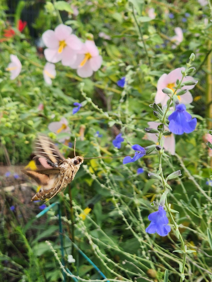 makeshiftthings's tweet image. First time seeing a hummingbird moth in my garden today 🥹🥹🥹