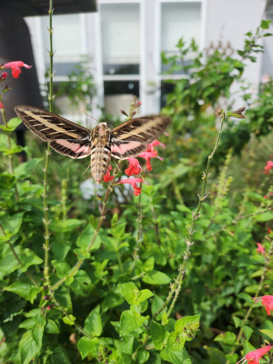 makeshiftthings's tweet image. First time seeing a hummingbird moth in my garden today 🥹🥹🥹