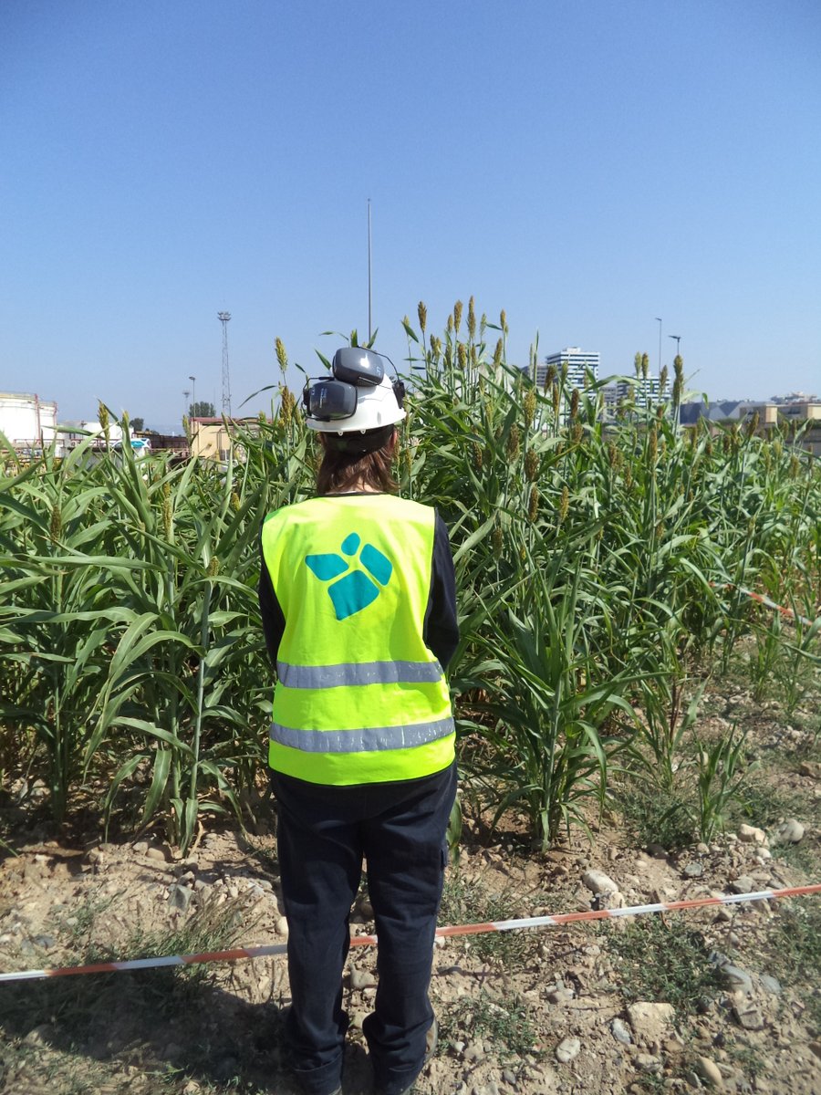 Phy2Climate Project (@phy2climate) on Twitter photo <a href="/phy2climate/">Phy2Climate Project</a> video interview!
Alba Catalan Merlos & Romina Mariel Gargarello
Leitat, WP Leader
Design and implementation of #phytoremediation pilots
👉youtube.com/watch?v=kyQGsB…
Our big challenge is remediate #soils contaminated with TPH in a silky soil, it's a great opportunity! <a href="/phy2climate/">Phy2Climate Project</a> video interview!
Alba Catalan Merlos & Romina Mariel Gargarello
Leitat, WP Leader
Design and implementation of #phytoremediation pilots
👉youtube.com/watch?v=kyQGsB…
Our big challenge is remediate #soils contaminated with TPH in a silky soil, it's a great opportunity!