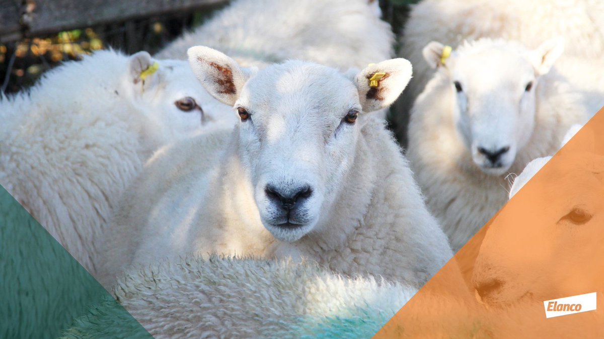 Autumn is a good time to use Zolvix to remove the resistant worms that have survived previous treatments &amp; built up in lambs. No two seasons are the same with worm burdens heavily influenced by the weather, so it’s best to carry out regular FEC testing to guide treatment timings.